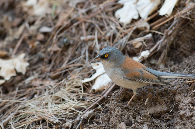 Geeloogjunco